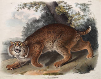 Common American Wild Cat