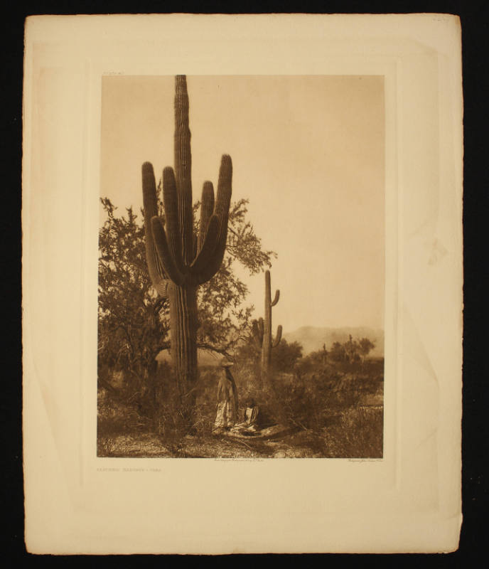 Saguaro Harvest -- Pima