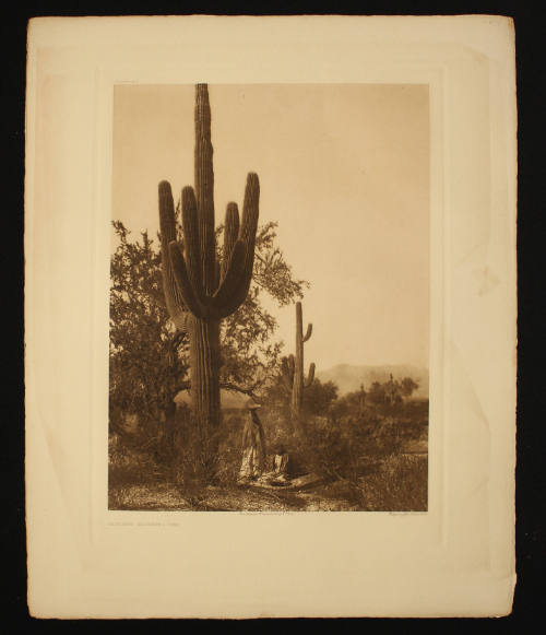 Saguaro Harvest -- Pima