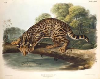 Ocelot or Leopard-Cat
