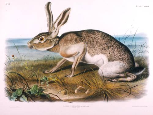 Texian Hare