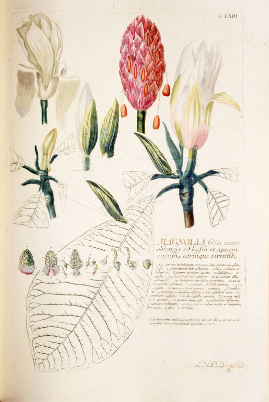 Plantae Selectae