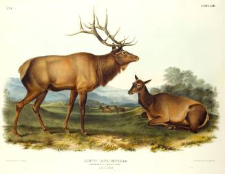 American Elk-Wapiti Deer