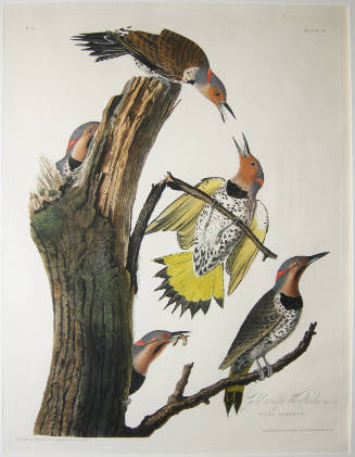 Gold-winged Woodpecker