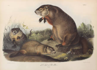 Maryland Marmot, Woodchuck, Groundhog