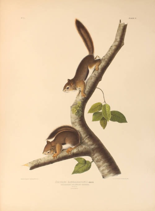 Richardson's Columbian Squirrel
