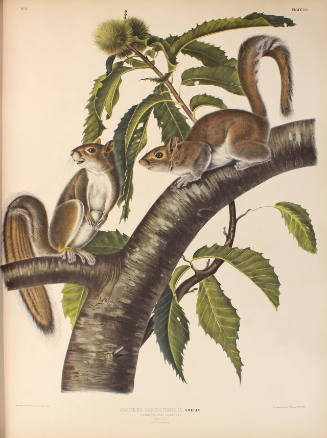 Carolina Grey Squirrel