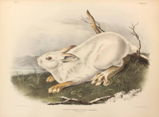 Northern Hare