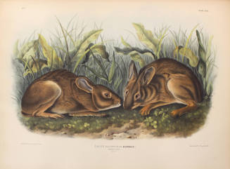 Marsh Hare