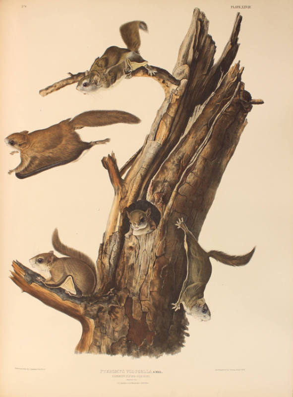 Common Flying Squirrel