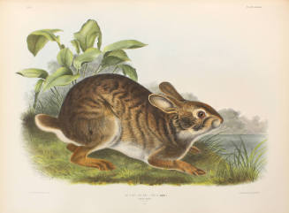 Swamp Hare