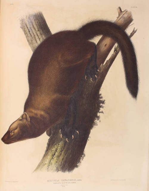 Pennant's Marten, or Fisher