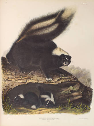 Common American Skunk