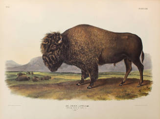 American Bison, or Buffalo (male)