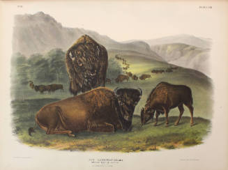 American Bison (female and young)