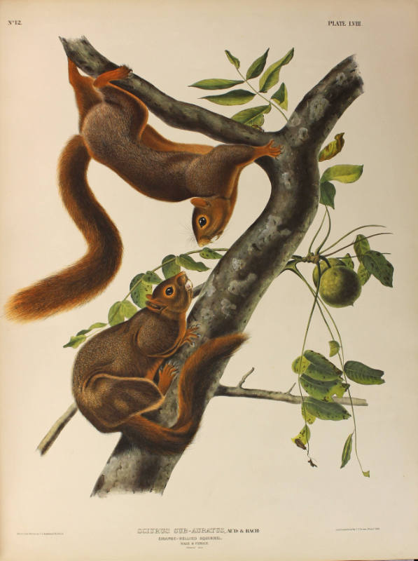 Orange-bellied Squirrel