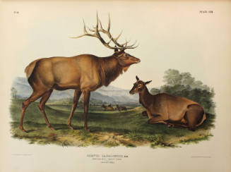 American Elk, Wapiti Deer