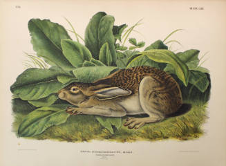 Black-tailed Hare