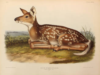Common American Deer (fawn)