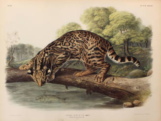 Ocelot, or Leopard-Cat
