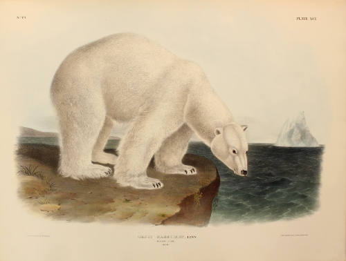 Polar Bear