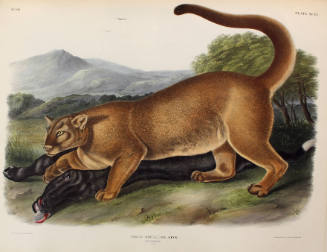 The Cougar (Male)