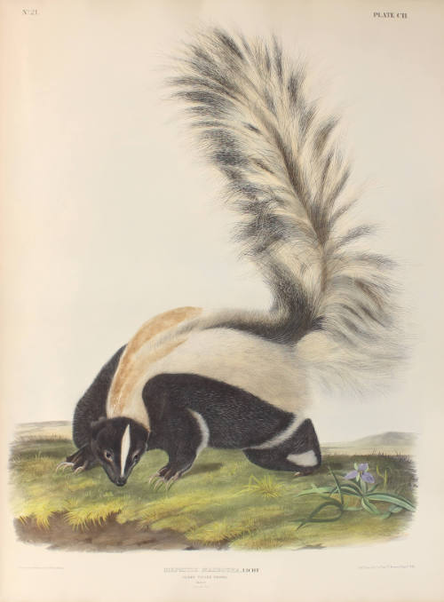 Large Tailed Skunk
