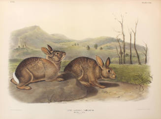 Bachman's Hare
