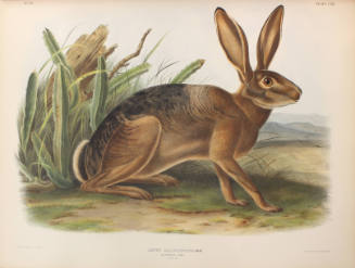 Californian Hare