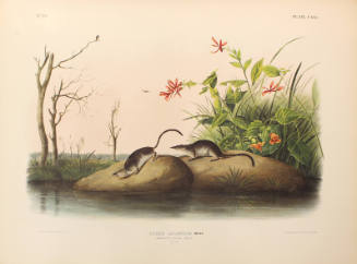 American Marsh Shrew