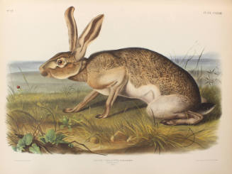 Texian Hare