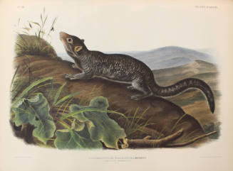 Large-tailed Spermophile