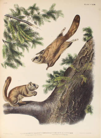 Severn River Flying Squirrel and Rocky Mountain Flying Squirrel