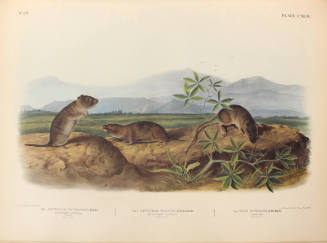 Townsend's Arvicola, Sharp-nosed Arvicola, and Bank Rat