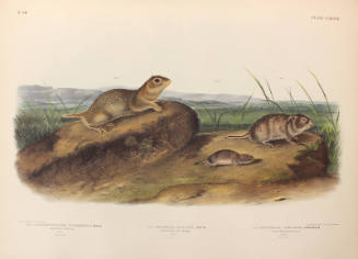 American Souslik, Oregon Meadow-Mouse, Texan Meadow Mouse