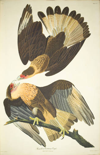Brasilian Caracara Eagle