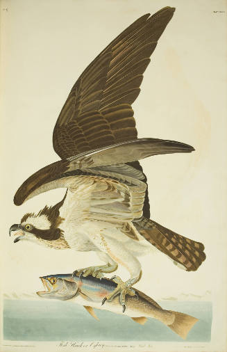 Fish-hawk or Osprey