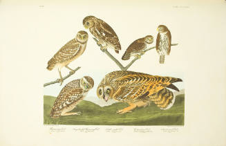 Burrowing Owl ; Large-headed Burrowing Owl ; Little Night Owl ; Columbian Owl ; Short-eared Owl