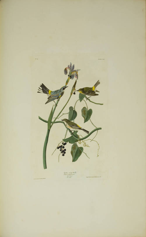 Yellow Rump Warbler