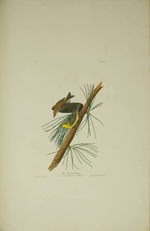 Pine Creeping Warbler