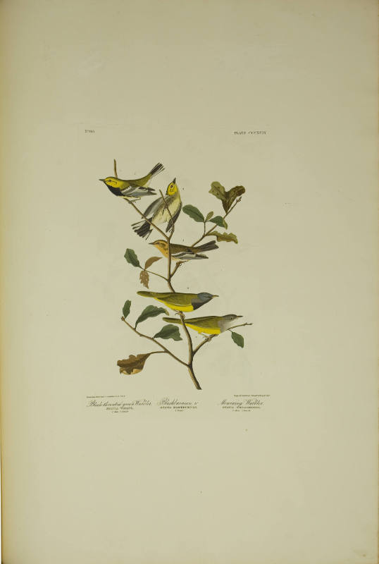 Black-throated green Warbler ; Blackburnian Warbler ; Mourning Warbler
