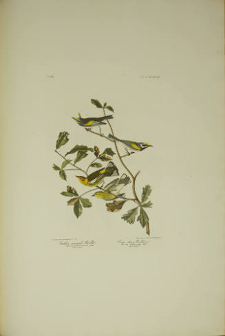 Golden-winged Warbler ; Cape May Warbler