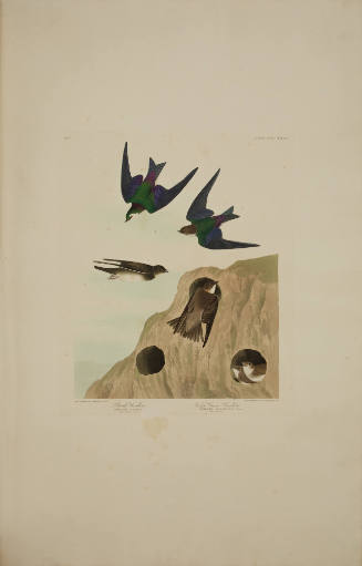 Bank Swallow ; Violet-Green Swallow