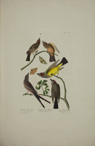 Arkansaw Flycatcher ; Swallow-tailed Flycatcher ; Say's Flycatcher