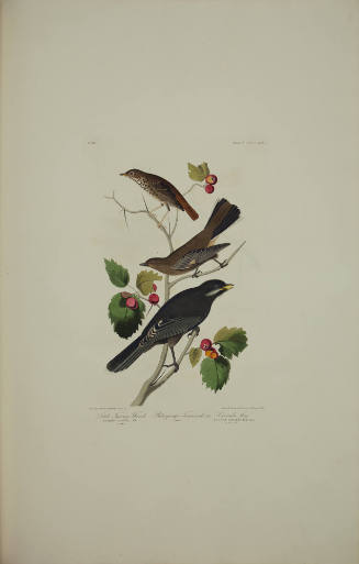 Little Tawny Thrush ; Ptiliogony's Towsendi ; Canada Jay