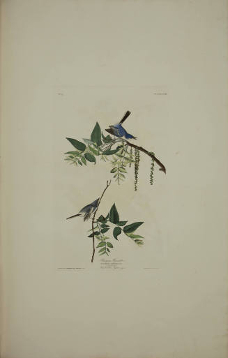 Bluegrey Flycatcher