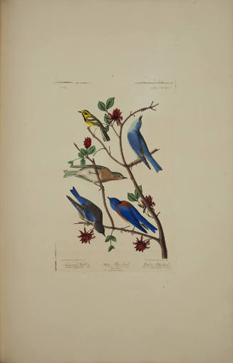 Townsend's Warbler ; Arctic Blue-bird ; Western Blue-bird