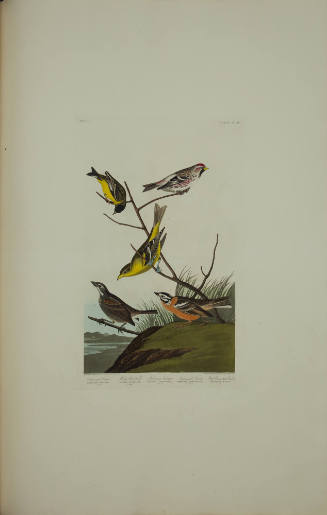 Arkansaw Liskin; Mealy Red-poll; Louisiana Tanager; Townsend's Finch; Buff-breasted Finch