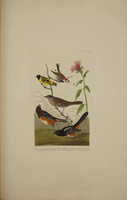Chestnut-coloured Finch; Black-headed Siskin; Black crown Bunting; Arctic Ground-Finch