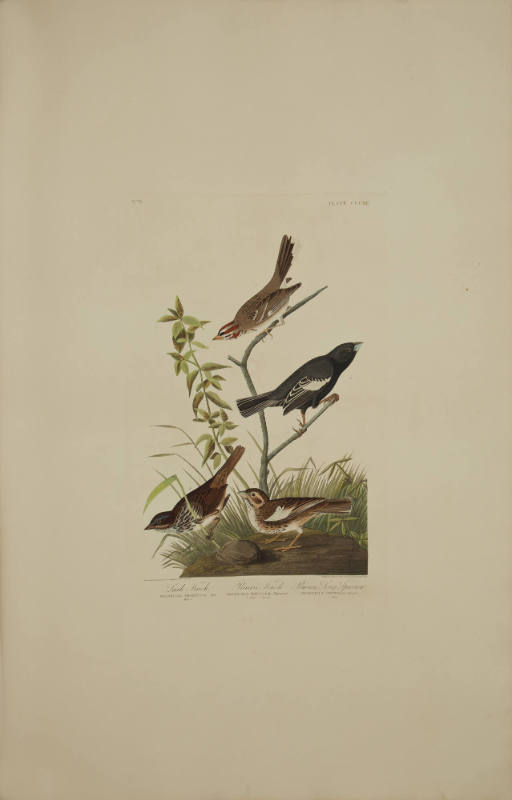 Lark Finch; Prairie Finch; Brown Song Sparrow